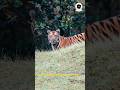 7 Tigers Ek Saath?😳😳 | Sanjay Dubri Tiger Reserve Forest