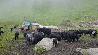 Most Peaceful \u0026 Relaxing life of Nepali YAK herders in the HIMALAYAS |Daily Routine of Yak Herdsmen