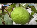 ajinkya magar guava farming story उच्चशिक्षित तरुणाने पेरूची बाग फुलवली आणि लाखोंचा नफा मिळवला