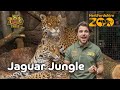 Exploring Jaguar Jungle! 🐆 | One Zoo Three