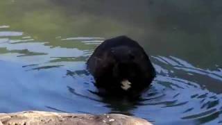 可愛い動物おもしろ動物【アメリカビーバー】かみね動物園（茨城県日立市）２