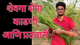 शेवगा शेंगांची तोडणी आणि प्रतवारी कशी करावी? Drumstick Harvesting || शेवगा शेंगा काढणी आणि पॅकिंग