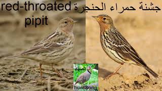 صوت جشنة حمراء الحنجرة song red throated pipit