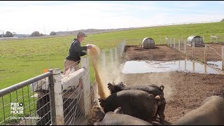 Meet a teen farmer earning profits from pasture-raised pigs