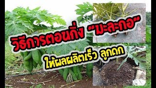 วิธีตอนกิ่งมะละกอ ให้โตเร็วที่สุด ต้นเตี้ยที่สุด  ให้ผลผลิตดีที่สุด