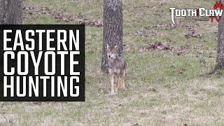 Eastern Coyote Hunting