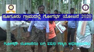 GOGARBHA YOJANA SUGURU 29-2-2020 ಸೂಗೂರು ಗ್ರಾಮದಲ್ಲಿ ಗೋಗರ್ಭ ಯೋಜನೆ ಅನುಷ್ಠಾನ 29-2-2020