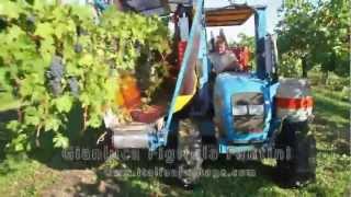 Grape harvesting Lambrusco Reggio Emilia vendemmia