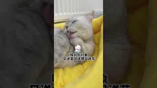 情人节我不会叫你单身狗的 #粤语猫 #张嘟嘟 #银渐层 #猫咪的迷惑行为 #情人节