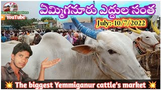 ఏమ్మిగనూరు ఆదివారం ఎద్దుల సంత లో ధరలు | the biggest Yemmiganur Sunday bull's market | 10/7/2022 ||