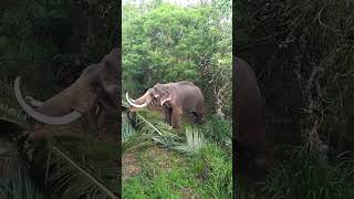 මහ රජ වරු එලි බහින්නෙ රජ දැක්මට විතරයි        INDI RAJA ❤️#elephant #subscribe