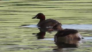 カイツブリ_191_幼鳥_2024.8.29._多摩川_Little Grebe_4K