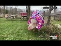 esther the wonder pig dies