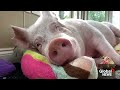 esther the wonder pig dies