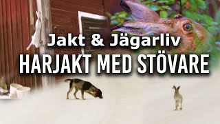 Jakt \u0026 Jägarliv - Harjakt med stövare (2008)