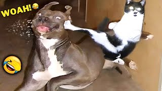 🐾Funniest Dogs & Cats of The Year😂 Hilarious Cats & Dogs Marathon 2024🐶🐱