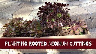 Planting Aeonium Succulents (Rooted Stem Cuttings)