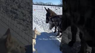 Emaciated rescue is doing good #shorts #rescue #dog #rescuedog #husky #animals #onehappyassfarm