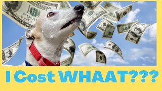How Much Does it Cost to Adopt a Greyhound?