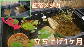 ビオトープ立ち上げ1ヶ月【紅帝メダカ】