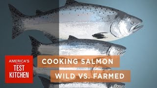 Science: How Wild Salmon Differs from Farmed Salmon and How to Cook Salmon to the Right Temperature
