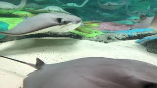 Petting and Feeding Stingrays at Seaworld!