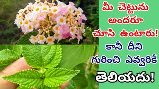 రోడ్డు పక్కన కనిపించే ఈ చెట్టు దేనికి వాడతారు తెలిస్తే అస్సలు వదలరు | Talambralu Chettu Benefits