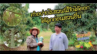 นกกะทิชมสวน EP.24 : ทำอย่างไรถึงได้ดอกได้ผลทุเรียนก่อนสวนอื่น สนใจติดต่อ LineID:@unilife T.023995555