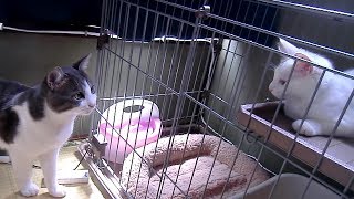 #2 子猫保護記録 (2/3 先住猫との対面）- The record of injured kitten 2/3 -