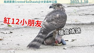 20220119 紅12小朋友獵食鳩鴿～【大安森林公園鳳頭蒼鷹Crested Goshawk】