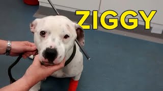 The Dog Rescuers: Ziggy's Horrific Story | Heavy Petting