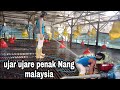 Begini cara Cuci kandang/reban ayam broiler di malaysia