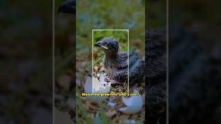 Guess what national symbol this curious fledgling will grow up to be? #shorts
