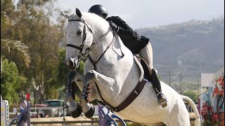 Cool  Carlsson 🔝🔝Equitation Horse