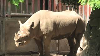 ヒガシクロサイ　(金沢動物園/神奈川県)