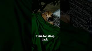 my dog jack time to sleep 💤💤💤💤