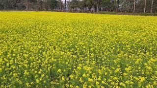 বাংলার সরিষা ফূলের অপরুপ সুন্দর দ্রিশ্য /Bichitro Banglar Sorisha fool / beautiful masterd oil trees