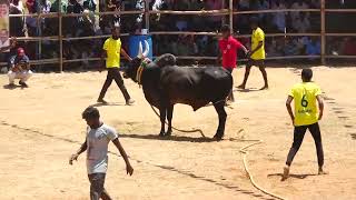 களமே அதிர்ந்த ஆட்டம் கெளரிப்பட்டி விஜய்தேவர்  அசால்ட் காரிகாளை Vs வடக்குநாவினிப்பட்டி ஓடைச்சாமி குழு