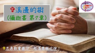 溪邊的樹～彌迦書第7章