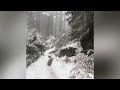 温哥华grouse mountain 冬天徒步，看雪看夜景