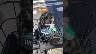 自転車のカゴに入っているのは… #youtube #youtubeshorts #チワプー #小型犬 #小型犬との生活 #かわいい犬 #dog #自転車 #カゴ