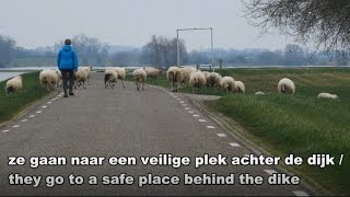 Hoog water IJssel en schapen worden verplaatst / High water river IJssel and sheep are being moved