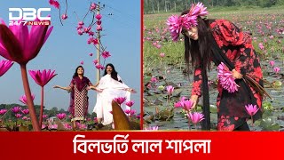 ভ্রমণে নতুন গন্তব্য, বিলভর্তি লাল শাপলা | DBC NEWS Special