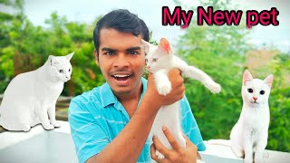 My New PET Come to my home ரொம்ப அழகா இருக்கு 🐱🐱