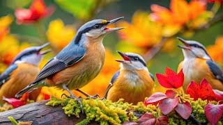 Enchanted Bird Sanctuary | Vibrant Birds | Serene Nature, Melodic Bird Songs| Relaxation and Renewal