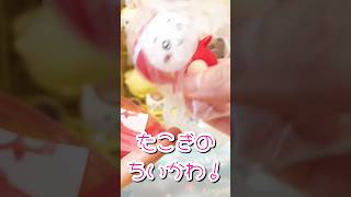 【ちいかわ】ちいかわソフビフィギュア2回！たこぎシリーズ何がでるかな？#shorts #ちいかわ #開封動画