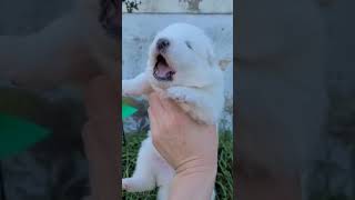 A new born Samoyed puppy | Mochi