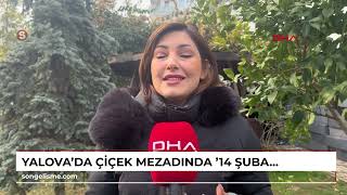 Yalova'da çiçek mezadında '14 Şubat' yoğunluğu; gül stoku biten çiçekçiler mezada koştu