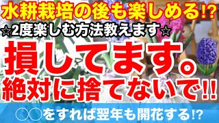 【2度楽しめる⁉︎絶対に捨てないで‼︎】水耕栽培が今、大人気！でも終わった後に球根捨てるのもったいない…ソレ間違ってます!Ver317【カーメン君】【チューリップ】【球根】【宿根草】