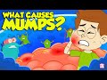 What Causes Mumps? | Mumps - Causes, Signs and Symptoms | Viral Contagious Diseases | Dr Binocs Show